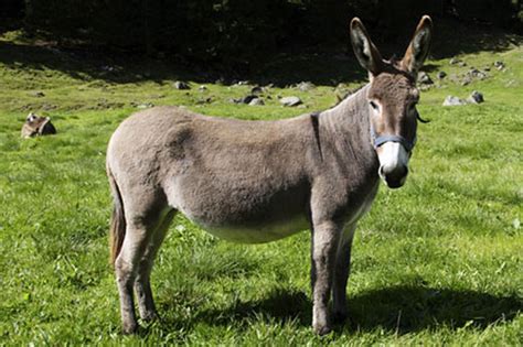 burro translation|burro in italian.